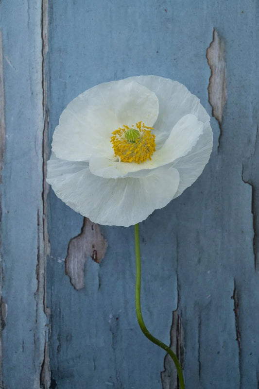 COOL FLOWERS – Nur die Harten kommen in den Garten