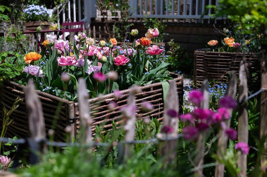 Bunte Tulpen in Rosa, Pink und Orange im Cottage Garten Hochbeet mit Flechtzaun im Frühling