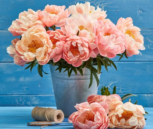 Apricot farbene Pfingstrose Coral Blush in Zinkeimer vor blauem Hintergrund