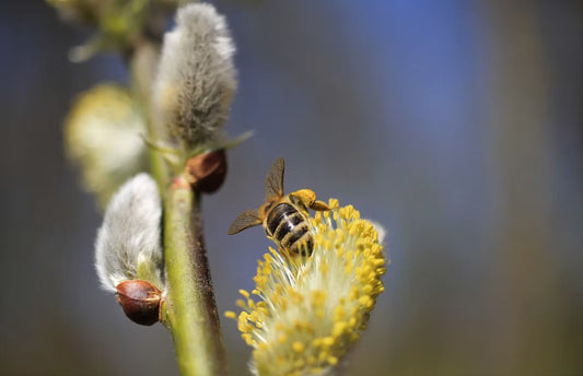 Biene sammelt Pollen an blühendem Weidenkätzchen im Frühling – wichtige Nahrungsquelle für Insekten.