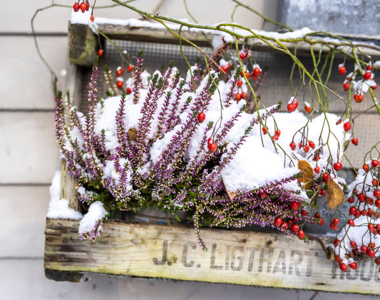 Heidekraut mit Schnee und Hagebutten – winterliche Pflanzendeko in Holzkiste