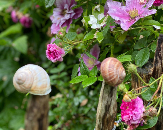 Bild mit zwei Schnecken, die auf einem Staketenzaun sitzen. Im Hintergrund blüht eine rosa Klematis.