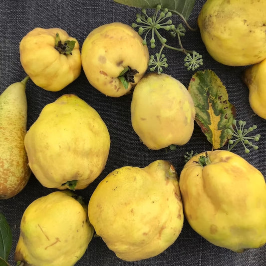 Reife, goldgelbe Quitten auf dunklem Leinentuch – frisch geerntet und bereit für die herbstliche Küche