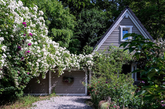 Ramblerrosen vor einem Holzhaus