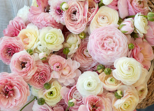 Strauß aus Ranunkeln der Sorte „Porcelaine“ in Creme-, Blush- und Rosatönen mit dichter Blütenstruktur und geschlossenen Knospen.