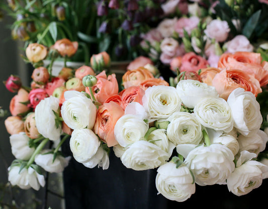 Auf dem Foto sind mehrere üppige Sträuße frisch geschnittener Ranunkeln in verschiedenen Farben zu sehen – darunter cremiges Weiß, zartes Apricot und Rosa. Die Blüten sind dicht gefüllt, kugelig geformt und wirken besonders edel und romantisch. Sie stehen
