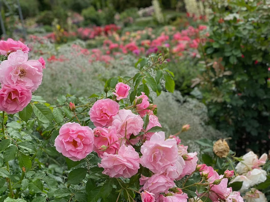 Rosafarbene Rosenblüte im Europa Rosarium Sangerhausen