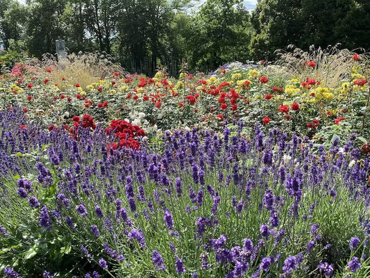 Farbenfrohes Beet mit violettem Lavendel und bunten Rosen im Europa Rosarium Sangerhausen