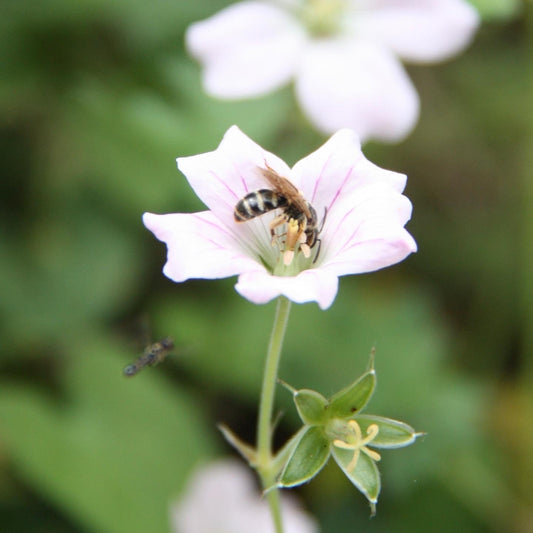 Hummel auf einer pinkfarbenen Malvenblüte in einem insektenfreundlichen Garten.