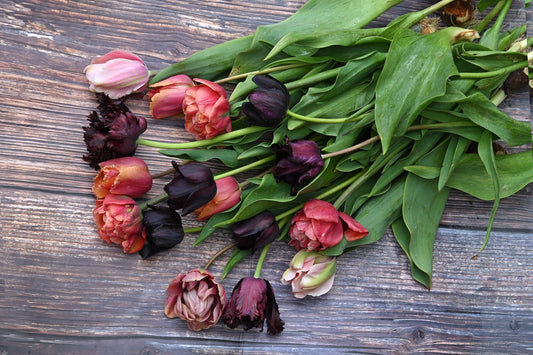 Geflammte Tulpe Marit in gelben und pinken Farben im Feld