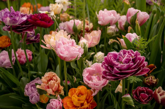 Gefüllte Tulpen in Rosa, Violett, Orange und Rot – bunte Blütenpracht