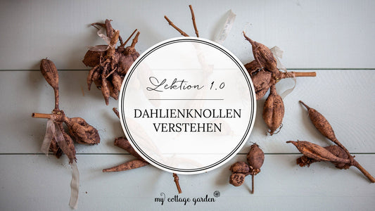 Thumbnail mit verschiedenen Dahlienknollen, die auf einem minzfarbenen Untergrund liegen. In der Mitte ein Kreis mit der Aufschrift: "Lektion 1.0: Dahlienknollen verstehen"