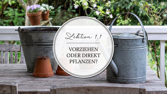 Thumbnail mit Schriftzug: "Lektion 1.1 Vorziehen oder direkt pflanzen?"