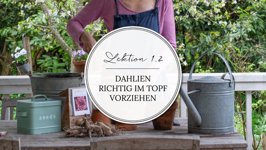 Thumbnail mit verschiedenen Dahlienknollen, die auf einem minzfarbenen Untergrund liegen. In der Mitte ein Kreis mit der Aufschrift: "Lektion 1.0: Dahlienknollen verstehen"