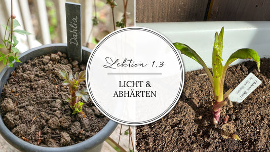 Thumbnail mit Schriftzug: "Lektion 1.1 Vorziehen oder direkt pflanzen?"