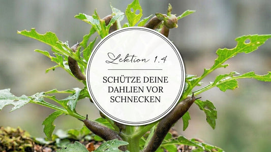Thumbnail mit einer runtergefressenen, schleimigen Dahlien, die von einem Nacktschnecken-Rudel attackiert wurde