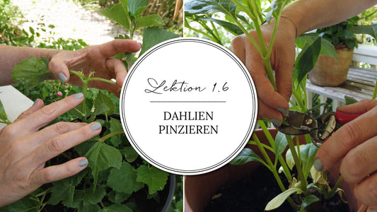 Thumbnail mit verschiedenen Dahlienknollen, die auf einem minzfarbenen Untergrund liegen. In der Mitte ein Kreis mit der Aufschrift: "Lektion 1.0: Dahlienknollen verstehen"