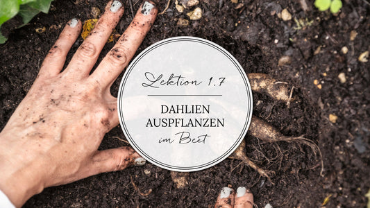Thumbnail mit einer runtergefressenen, schleimigen Dahlien, die von einem Nacktschnecken-Rudel attackiert wurde