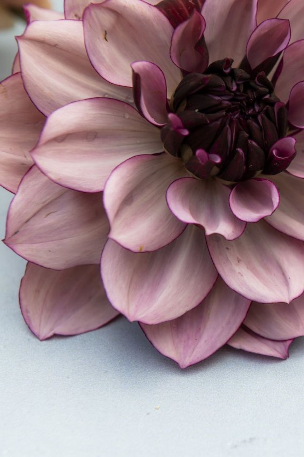 Dahlien