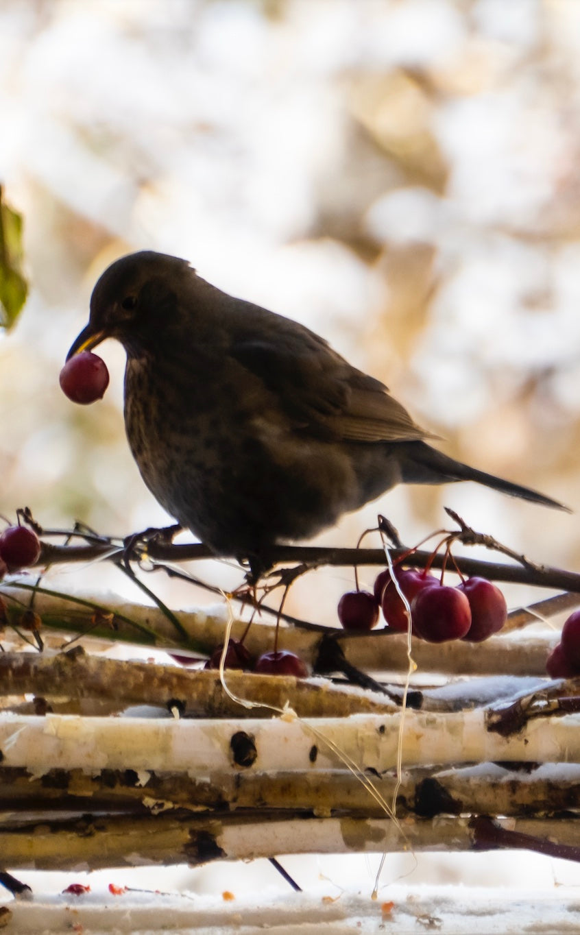 Tiere im Cottage Garten