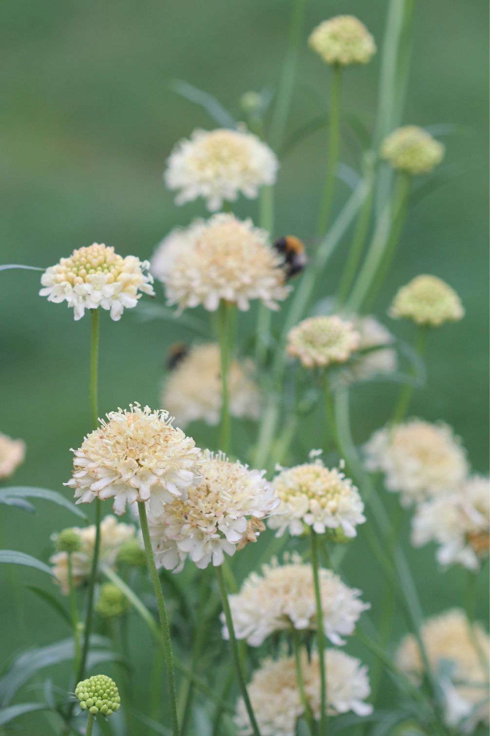 Slowflowers & Bio