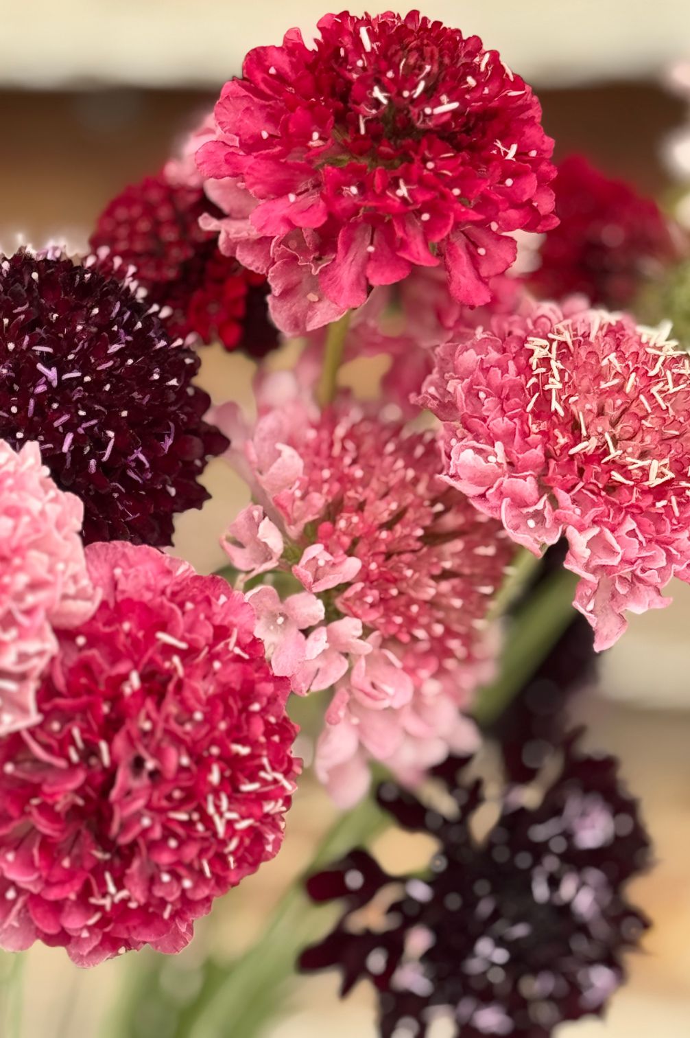 Detailaufnahme von Skabiosen-Blüten in Rot- und Pinktönen.