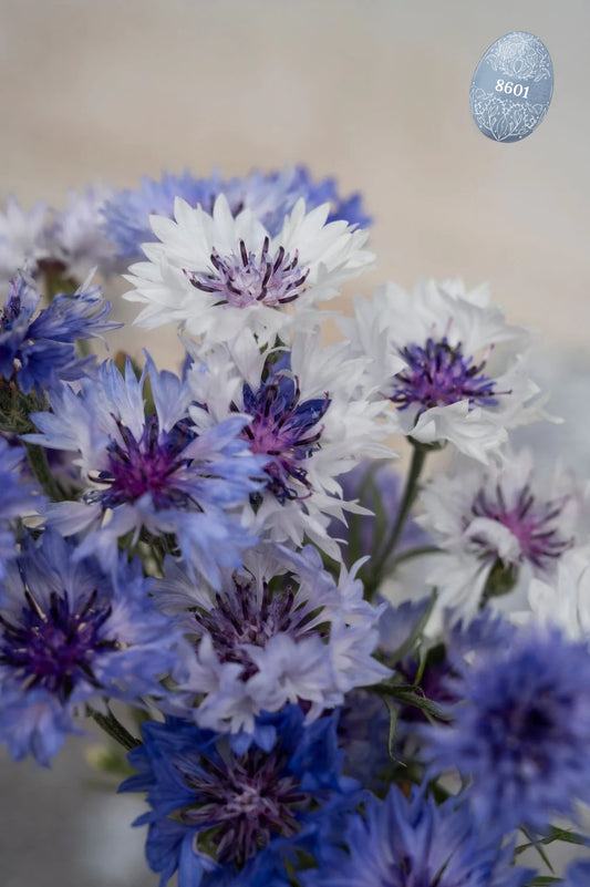 Kornblumen "Classic Fantastic"