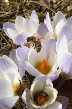 Insektenfreundliche Frühblüher
