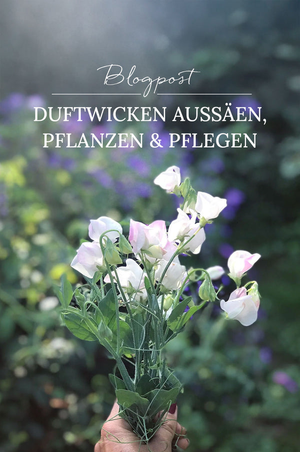 Blog: Duftwicken aussäen, pflanzen & pflegen