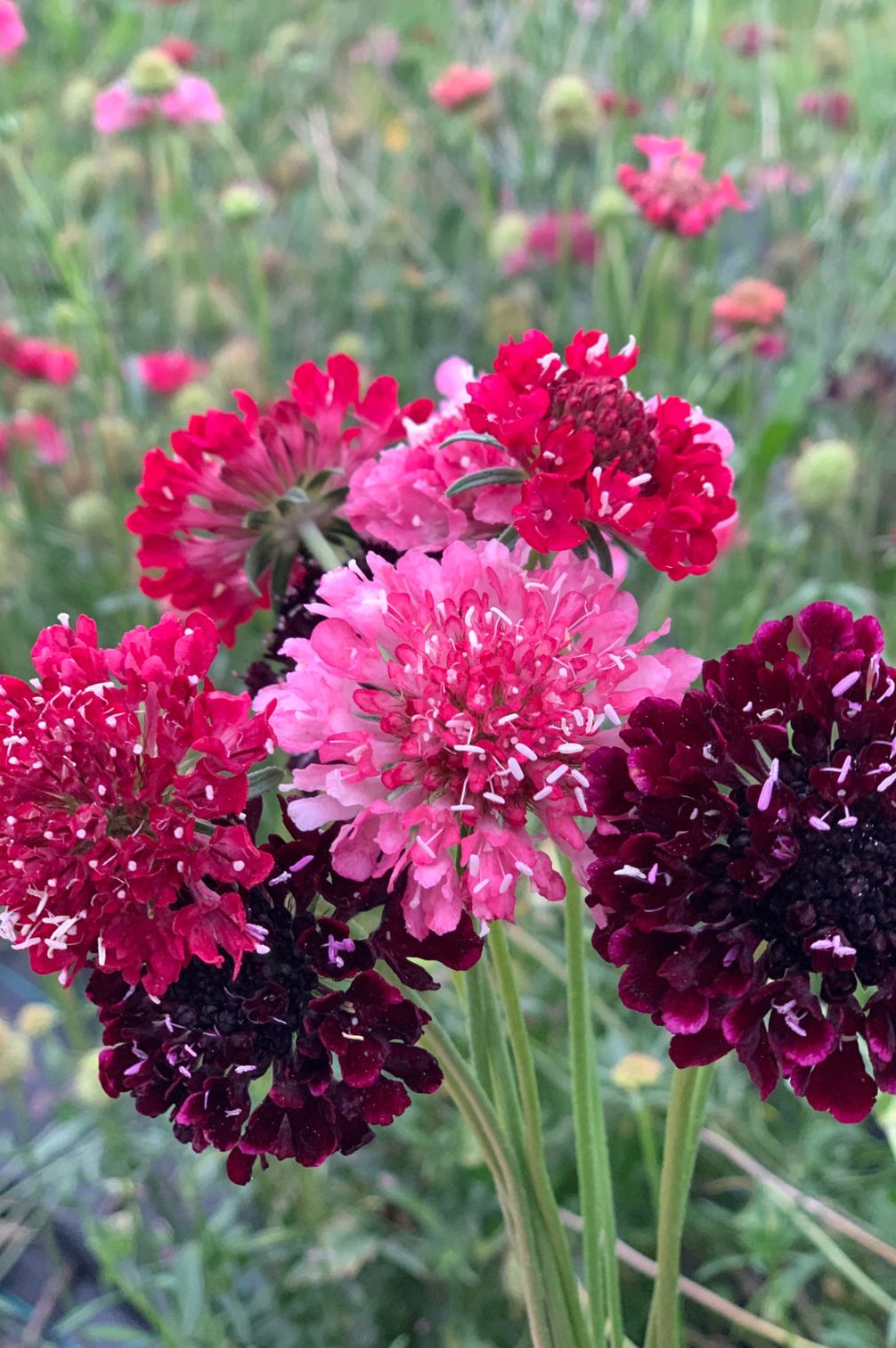 Skabiosen-Mix im Sommerbeet mit leuchtenden Blüten.