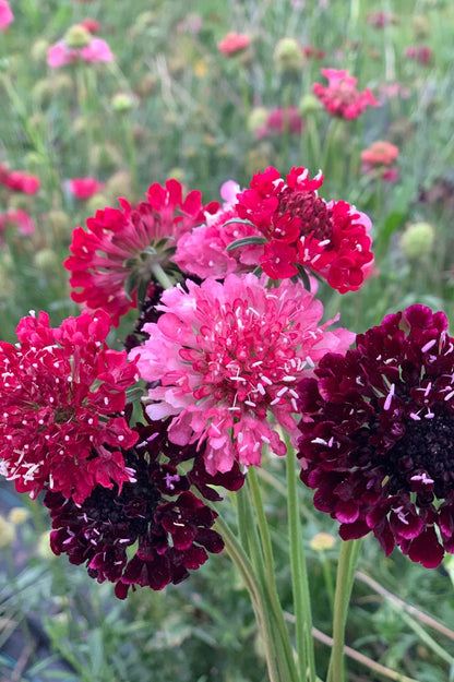 Skabiosen-Mix im Sommerbeet mit leuchtenden Blüten.