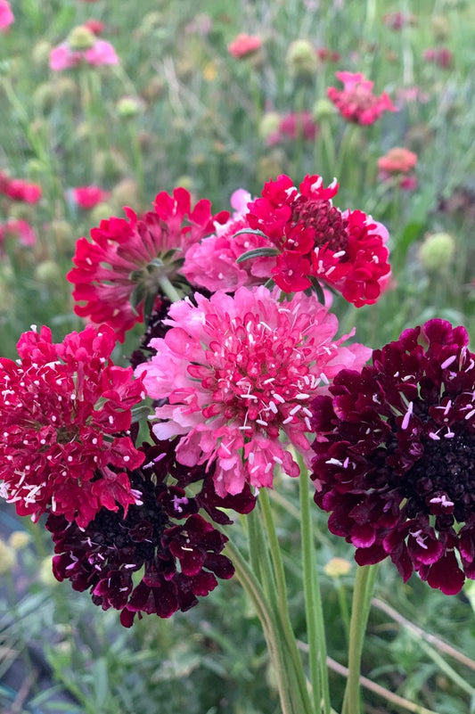 Skabiosen-Mix im Sommerbeet mit leuchtenden Blüten.