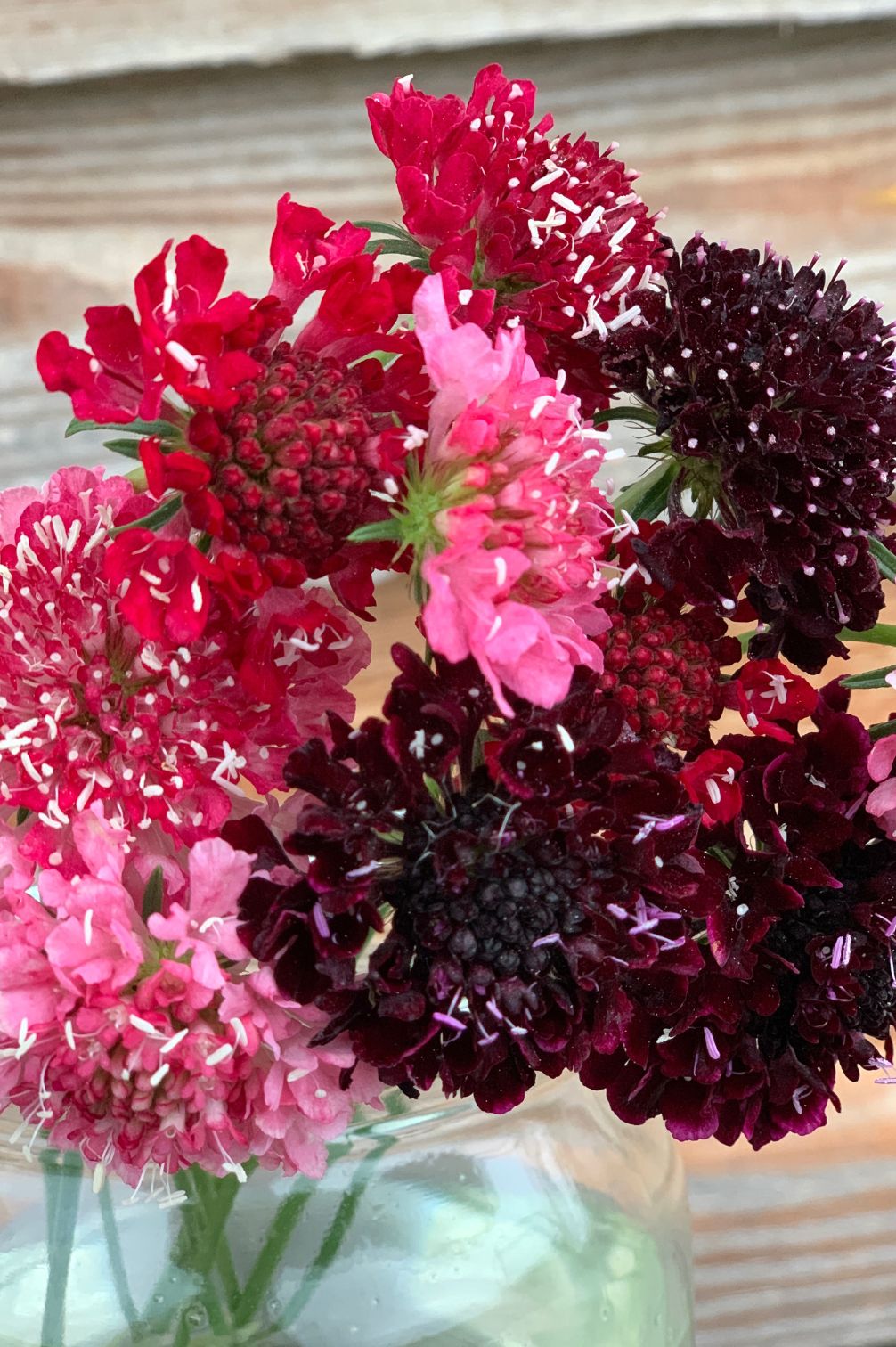 Skabiosen als elegante Schnittblumen im Strauß.