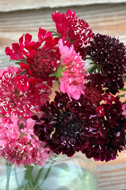 Skabiosen als elegante Schnittblumen im Strauß.