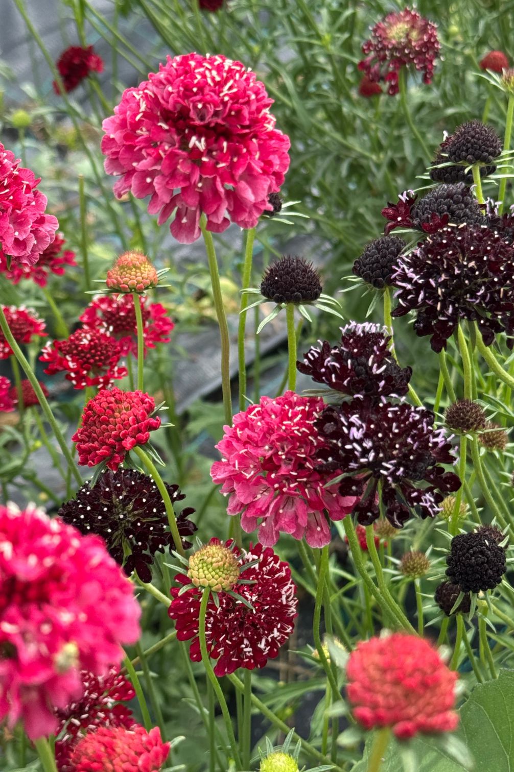 Skabiosen-Mix in Bordeaux- und Rottönen im Garten.