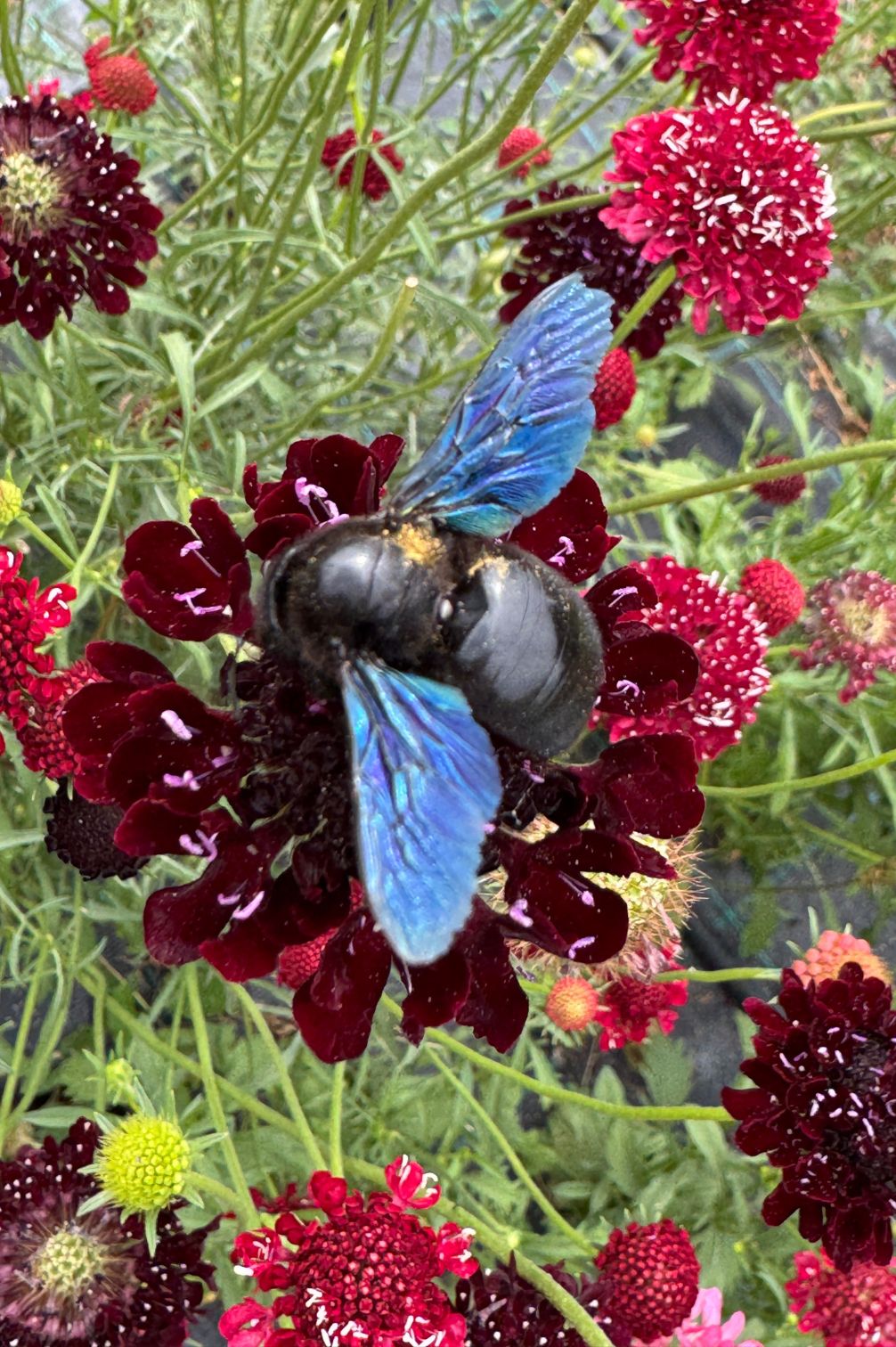 Skabiose mit Hummel als insektenfreundliche Gartenblume.