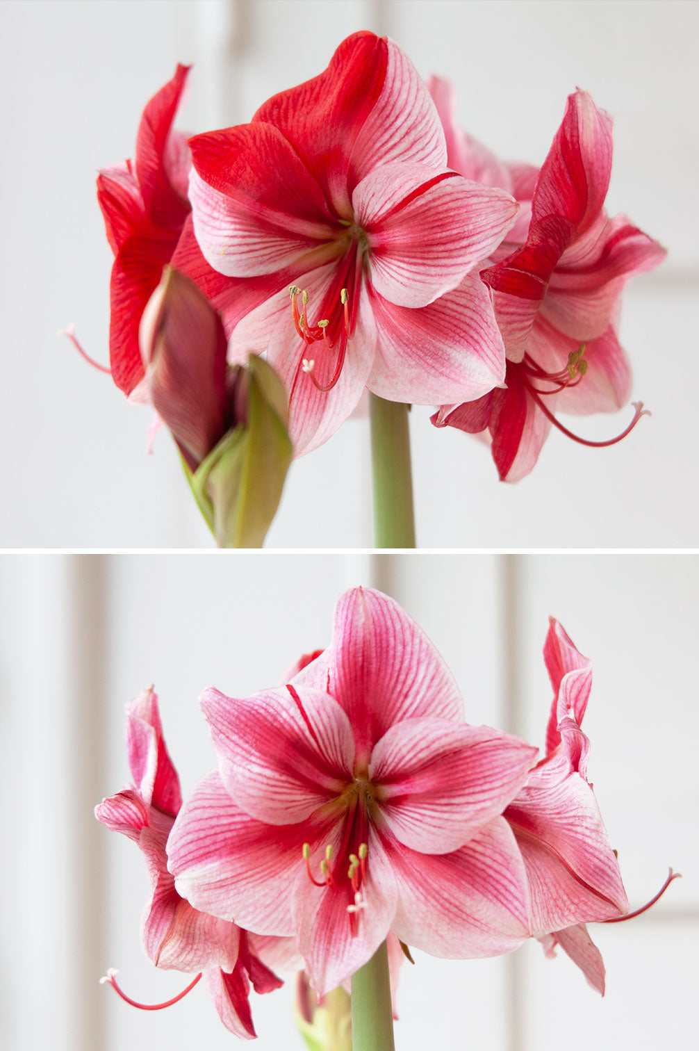 Amaryllis "Gervase"