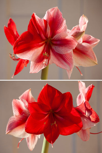 Amaryllis "Gervase"