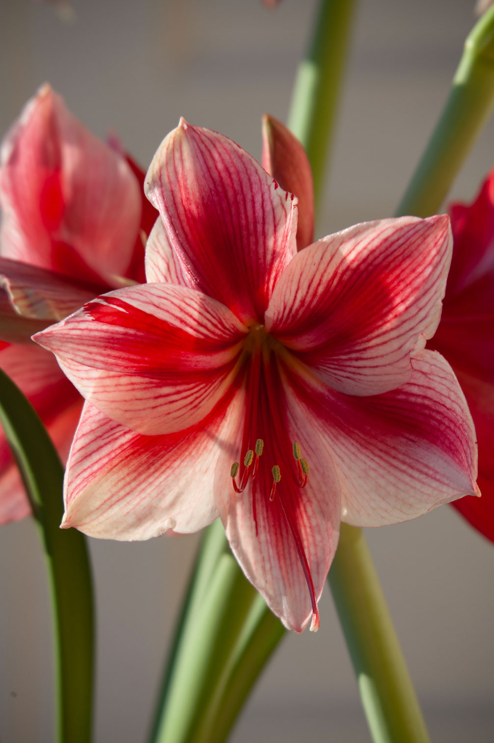 Amaryllis "Gervase"