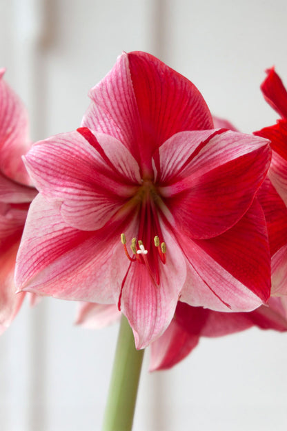 Amaryllis "Gervase"