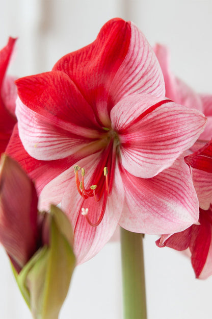 Amaryllis "Gervase"