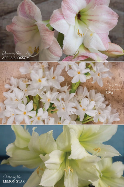 Winterglück "Blush" – 12 Zwiebeln