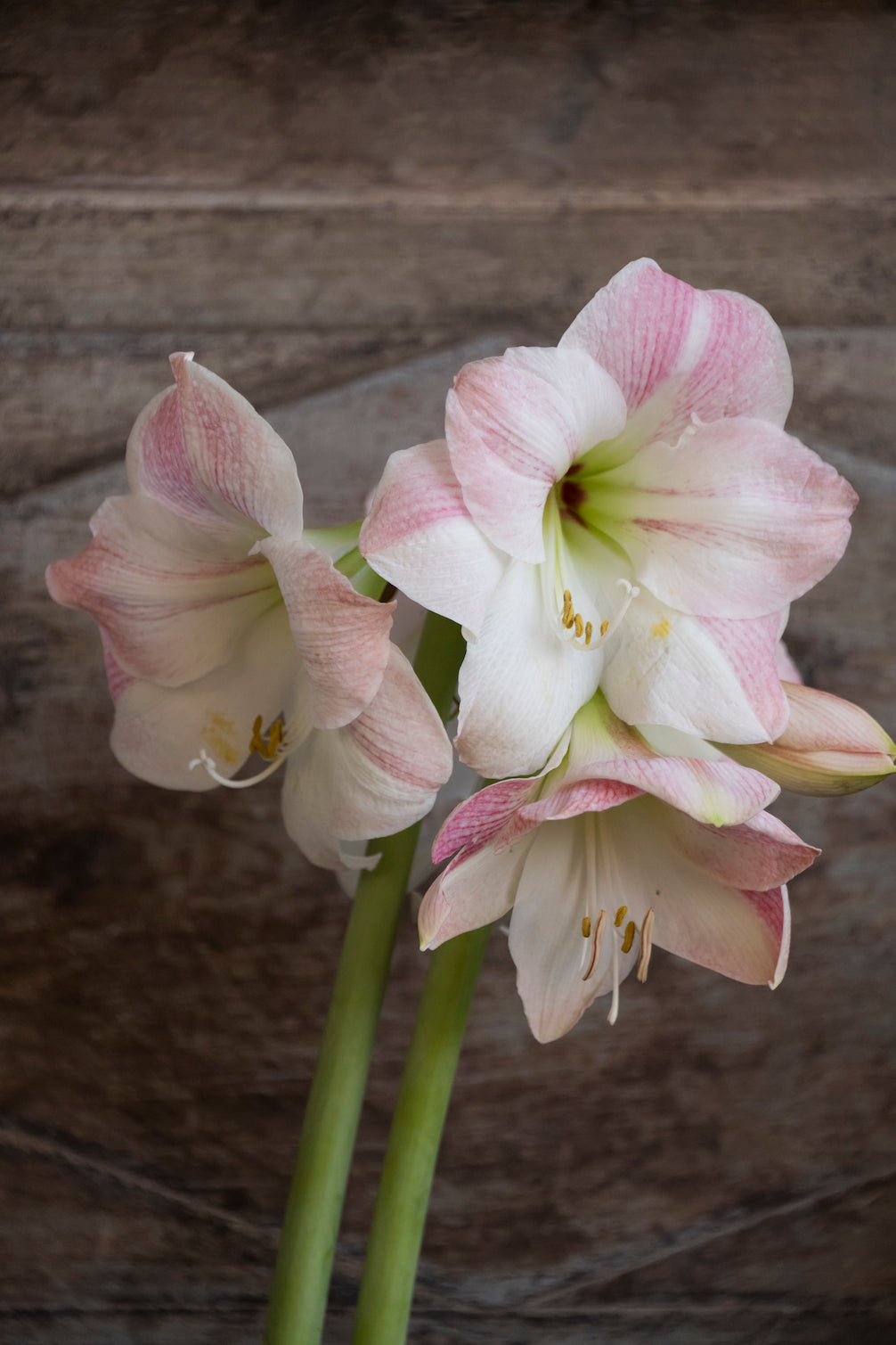 Amaryllis Apple Blossom