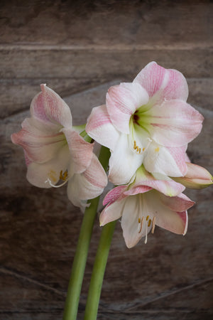 Amaryllis