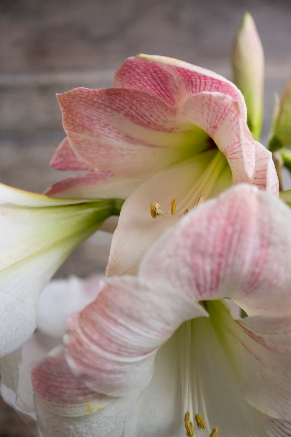 Amaryllis Apple Blossom