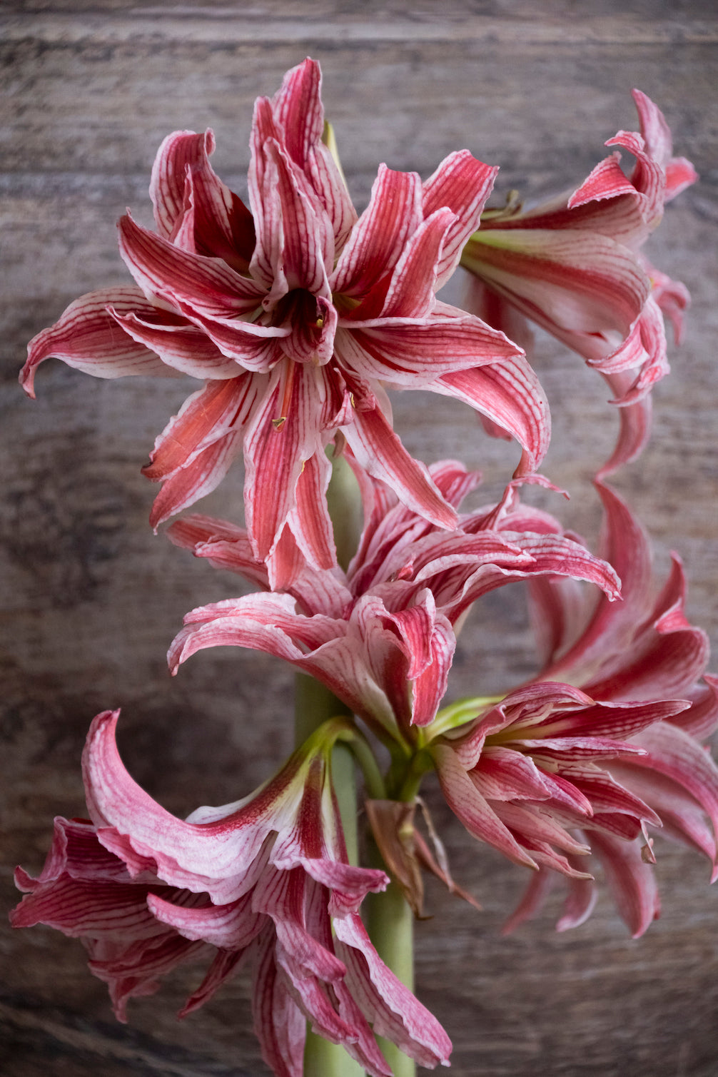 Amaryllis Doublet