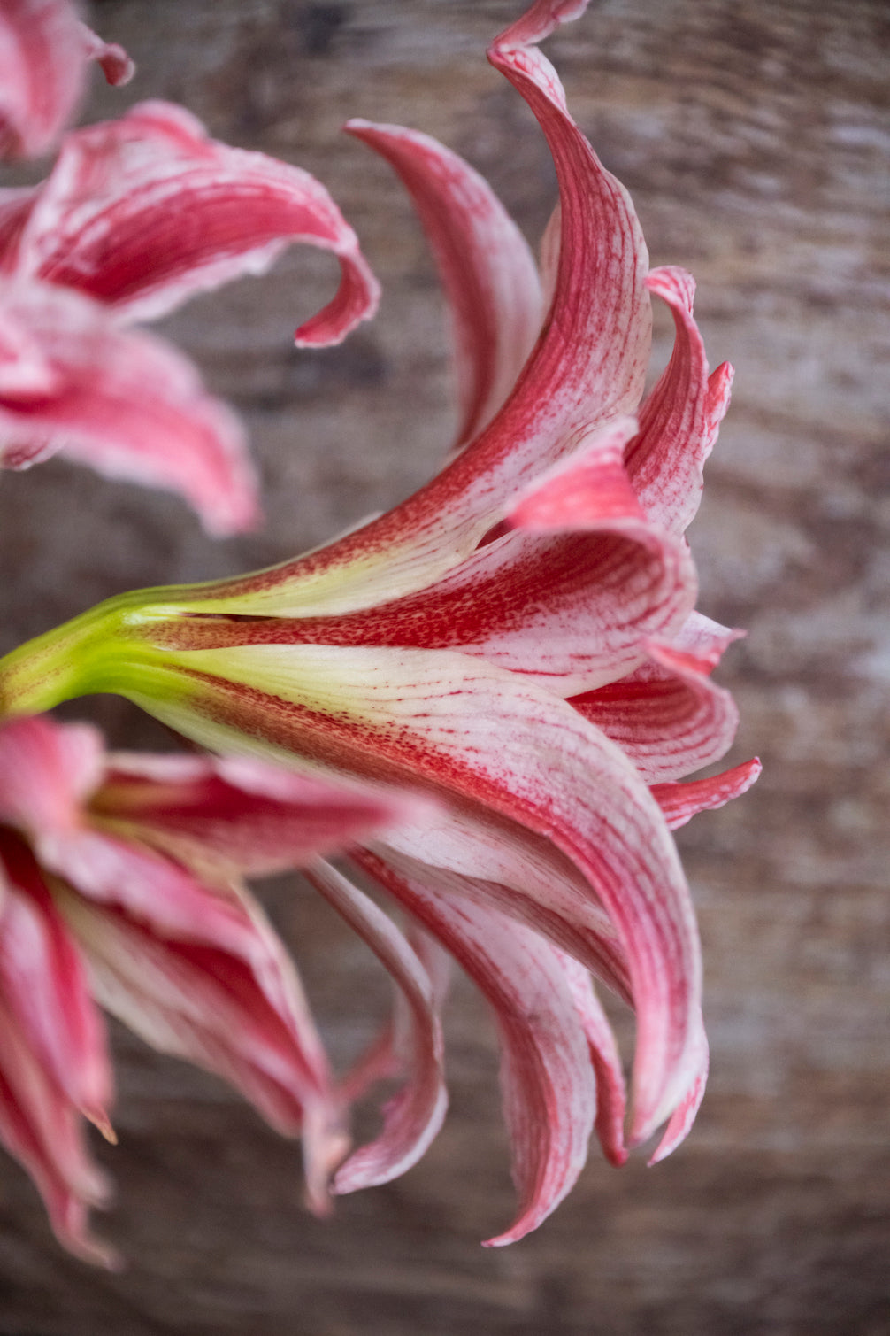 Amaryllis Doublet