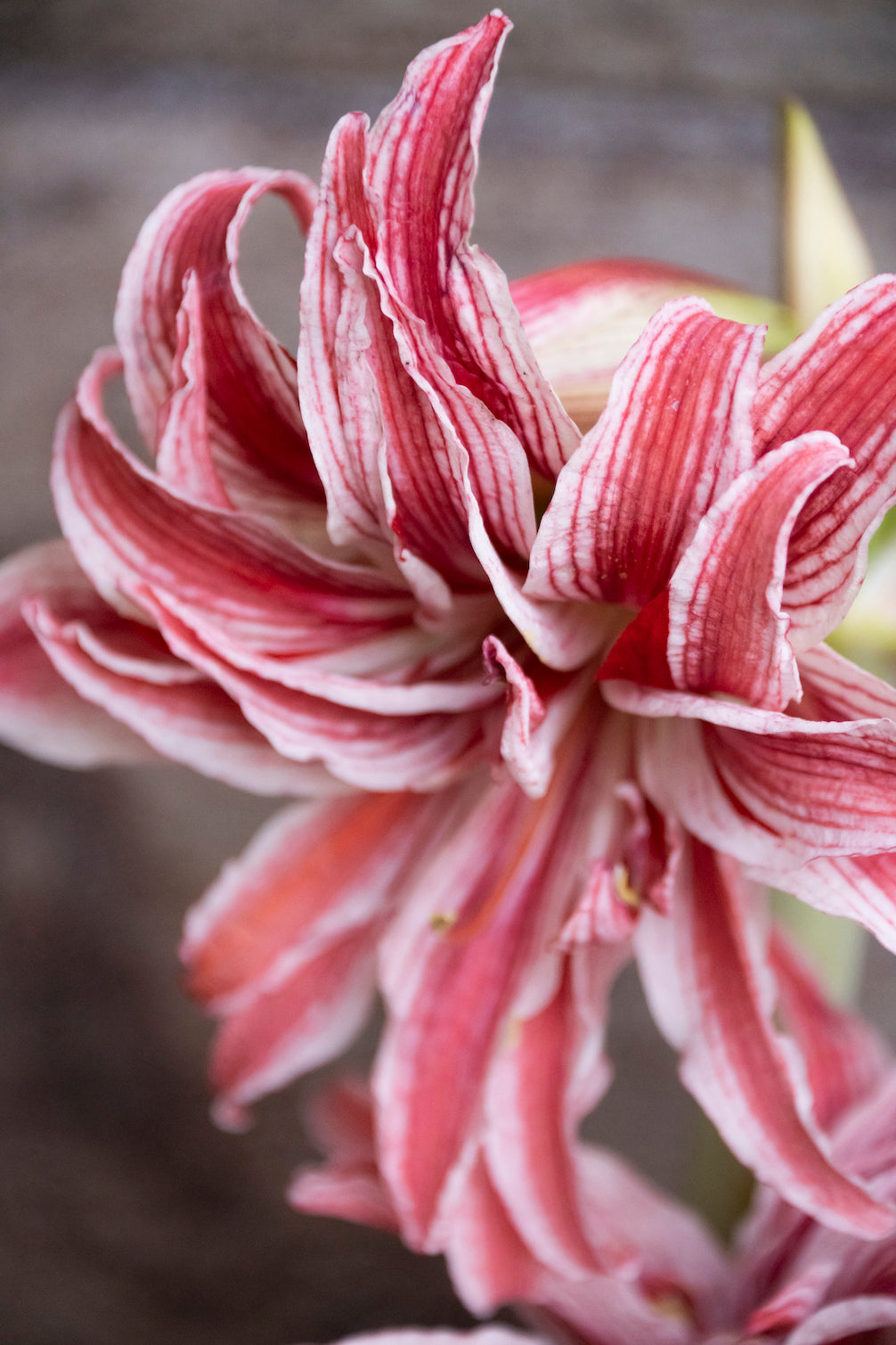 Amaryllis Doublet