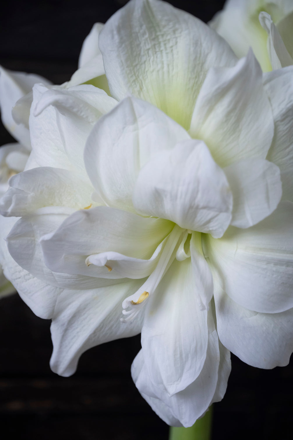 Amaryllis Marylin