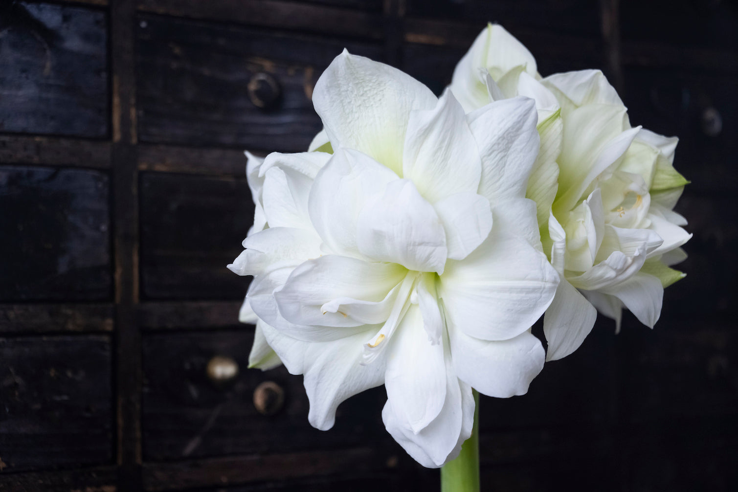 Amaryllis Marylin